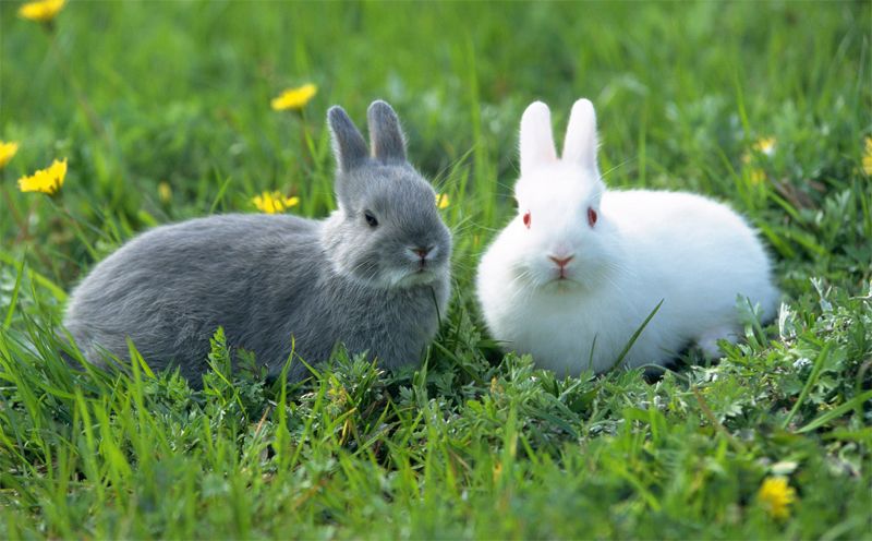 兔子文化与驯养历史